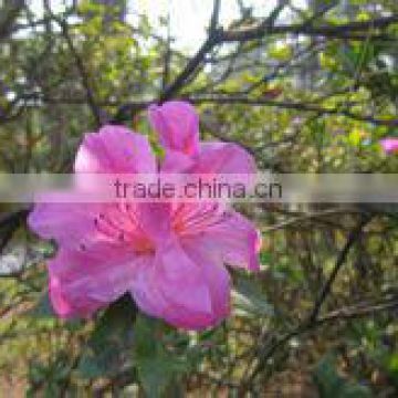 Pure natural daurian rhododendron herbal oil