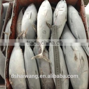 Frozen seafood Bonito Auxis tapeionsoma with size 1000g up