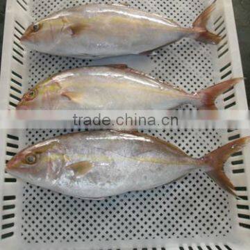 Frozen whole round Hamachi yellowtail fish