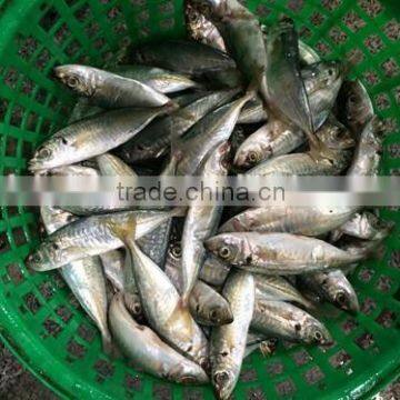 Horse mackerel supplier from China with size 70 -90 g / pcs