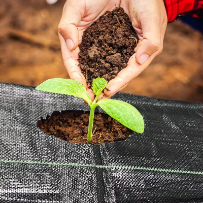 China Factory Wholesale Agriculture Growing Ground Cover Plastic Mulching Paper Sheet Agricultural Mulch Film photo-4