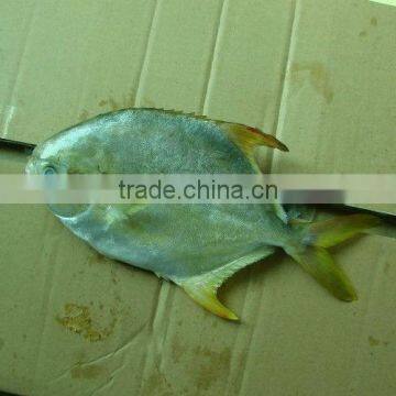 Golden Pomfret Fish