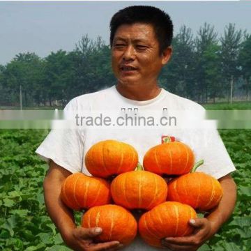 ORANGE SUN thick flesh orange hybrid f1 pumpkin seeds