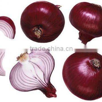 New Red Onion photo-4