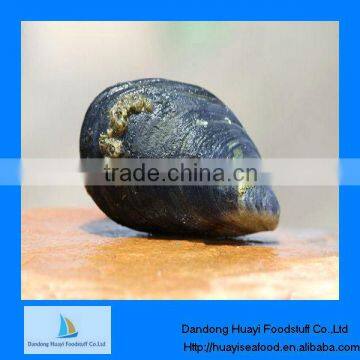 frozen boiled blue mussel meat 300-500