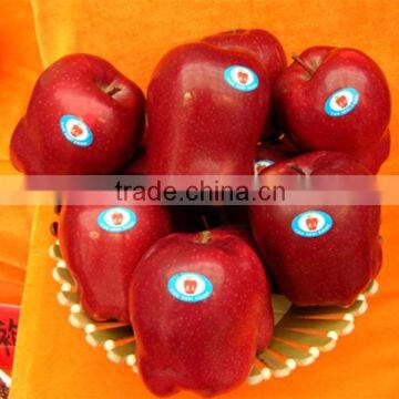 New Crop Red apple /Huaniu Apple (88/100/113/125) Huaniu Apple