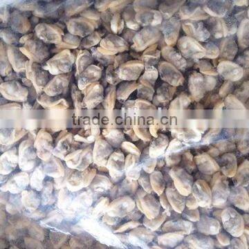 Export Frozen Fresh Clam Meat photo-2