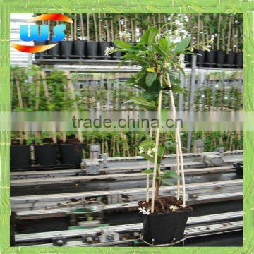 bamboo for planting 4'X12/14mm