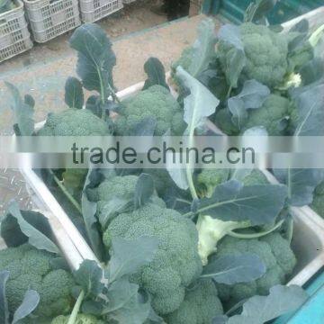 Fresh Broccoli photo-2