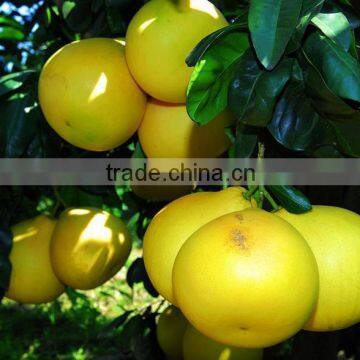 1 kg honey pomelo price