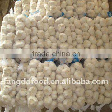 pure and white garlic price in new season