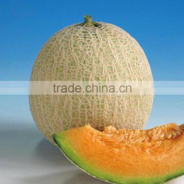 Hybrid F1 muskmelon seeds cantaloupe seeds japanese melon seeds For planting-Red Pearl