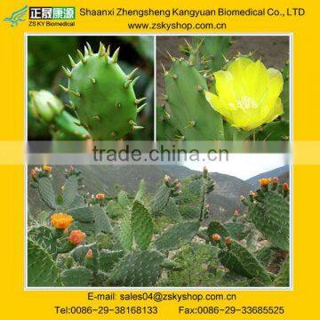 Cactus Extract/Opuntia Ficus-indica Extract