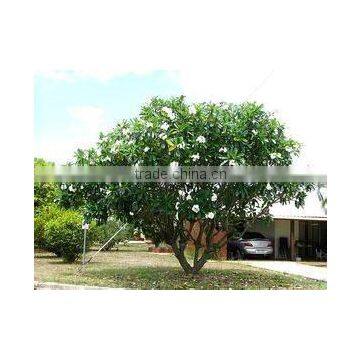 Blooming Plumeria Obtusa photo-4