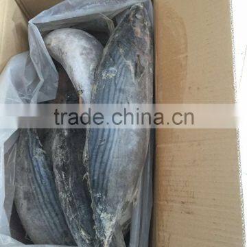 Frozen Bonito Sarda Sarda 750-1000G photo-4
