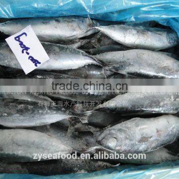 Block Shape Ship Frozen Bonito Best Exporter photo-2