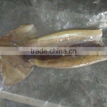 Frozen Illex Squid Tube photo-2