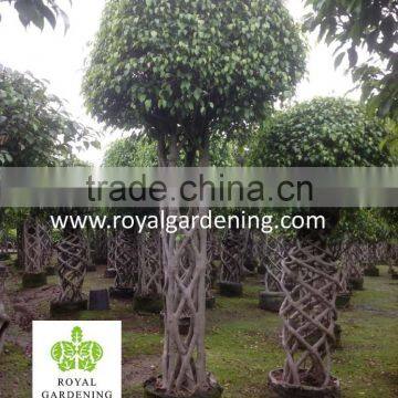 Ficus Benjamina Cage Shape (topiary Plant) photo-2