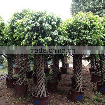 Ficus Microcarpa Cage Shape photo-2