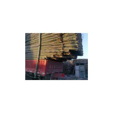 Farm Supply Shanzhu, Bamboo photo-2