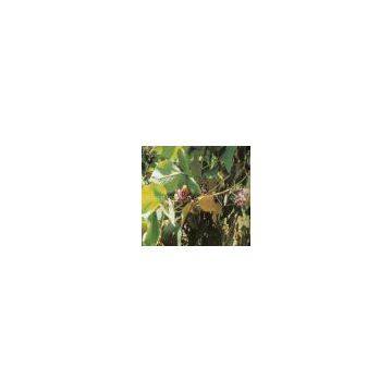 Kudzu Extract(sales25 at lgberry dot com dot cn )