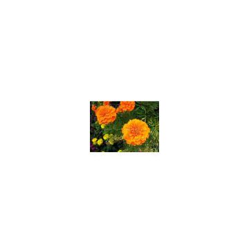 Calendula Officinalis Extract 5% Lutein