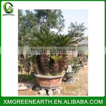 Cycas revoluta multihead (2)