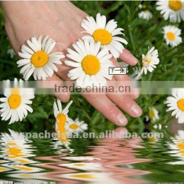 Chamomile repair hydrosol