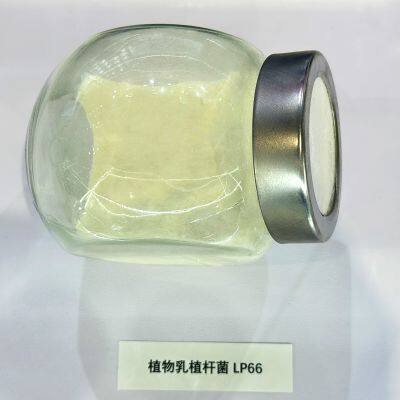 High Activity Freeze-dried Lactobacillus Plantarum Powder Food Grade Bulk Probiotics for Gut Health Supplements & Food Industry