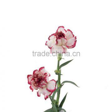 Love theme Olympic carnations flowers