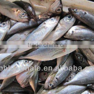 horse mackerel fish