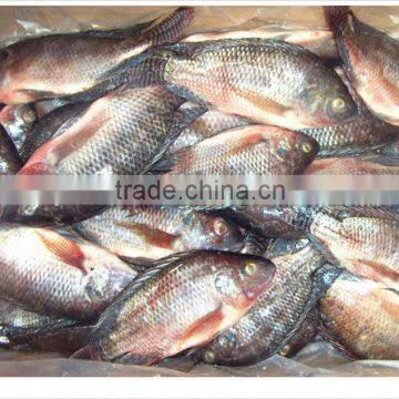 Frozen Black Tilapia Fish