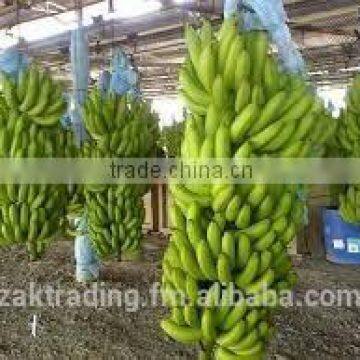 Fresh Banana photo-4