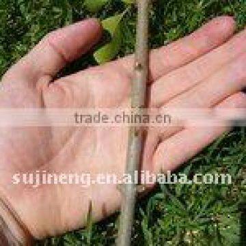 2015 new machine of grafting tool