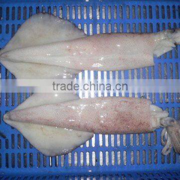 Frozen Loligo Squid Whole