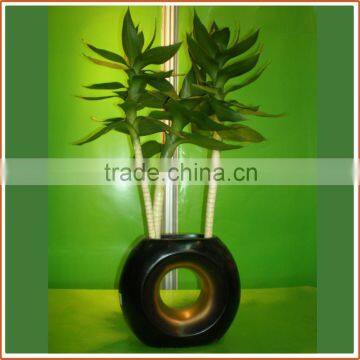 40cm lotus lucky bamboo air bonsai tree dracaena sanderiana indoor water aquatic feng shui plants nursery garden decoration