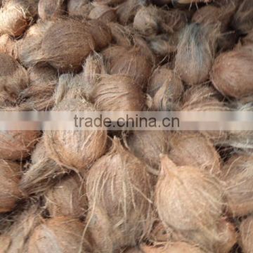 Fresh Semi-Husked Coconut from India