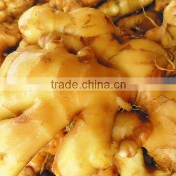 Hight Quality Fresh Ginger Best Price photo-2