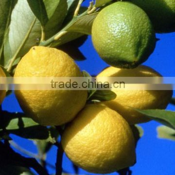 SUPPLY FRESH LIME / FRESH LEMON WITH HIGH QUALITY.