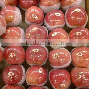 fresh fuji apple good price from yantai or shanxi