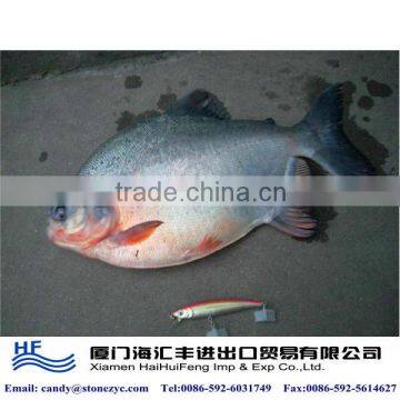 Chinese fresh water fish frozen food for sale