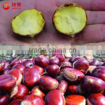 Best Chinese Chestnuts for Sale--Organic Kuancheng Chestnuts photo-3