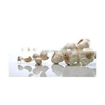 Participate output of egyptian dry garlic with good price/ red / yellow dry garlic