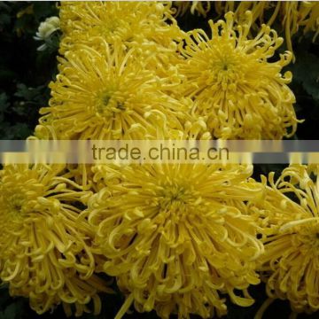 Beautiful Chinese Big Flower Seeds Chrysanthemum Seeds For Growing