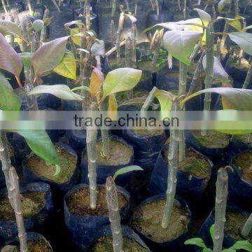 Plumeria Rubra