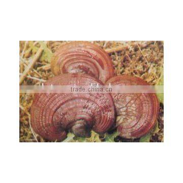 High Quality Natural Ganoderma Lucidum Spore Extract photo-5