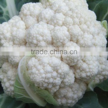 CF40 Genius 40 days extra early maturity hybrid cauliflower seeds