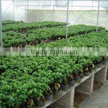 Ficus bonsai nursery