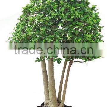 H180cm Christmas trees grafted plants Ficus Microcarpa bonsai
