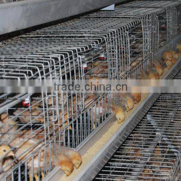 hot sale jinfeng brand pullet cage system